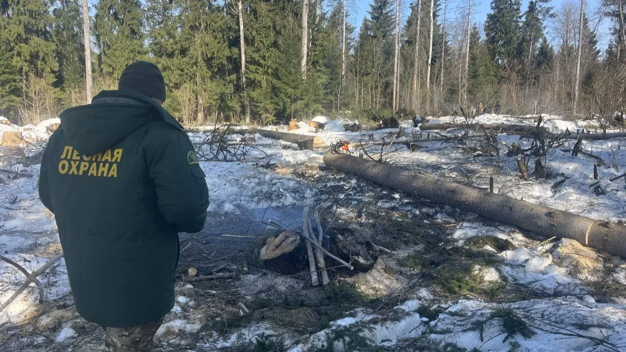 t.me/krasnogorsk_official