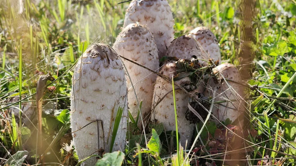 Фото: МедиаБанк Подмосковья/Ксения Пашуто