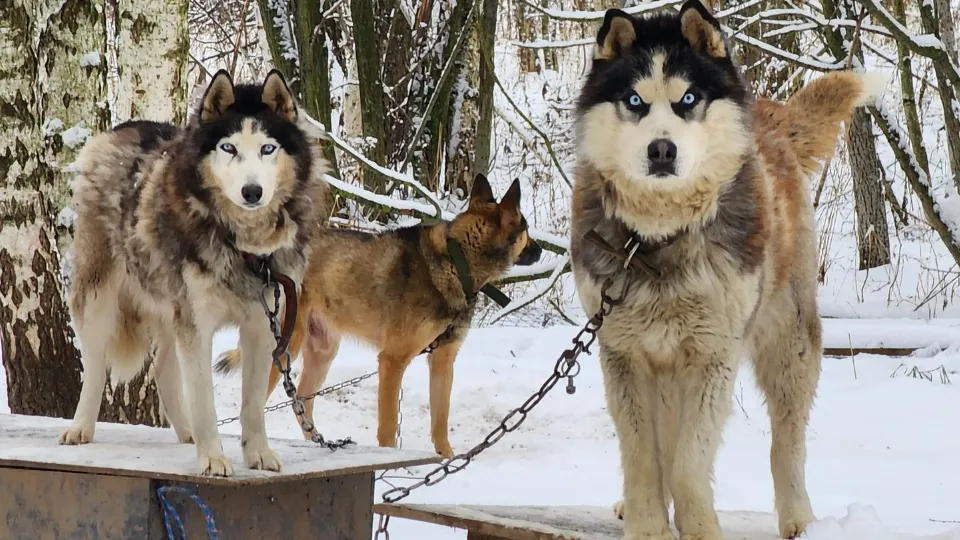 Фото: Ольга Антонова