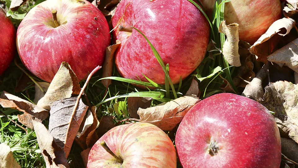 Фото: REGIONS/Наталья Бычкова