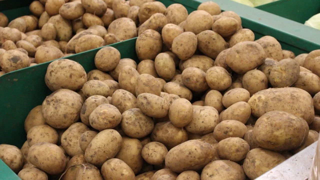 REGIONS/Анастасия Широкая