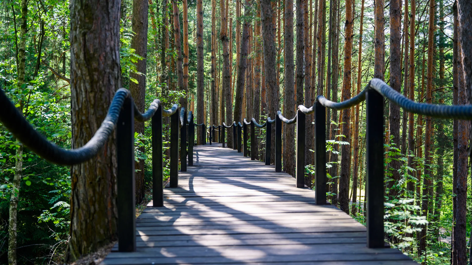 Эколого-просветительский комплекс «Дендрарий» в Мытищах