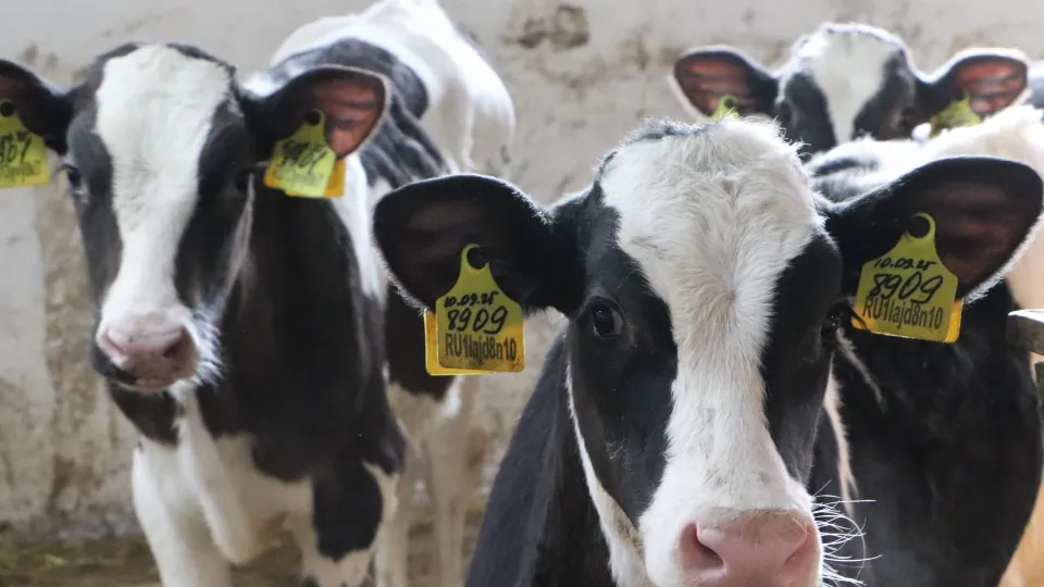 Фото: REGIONS/Ирина Матвеева