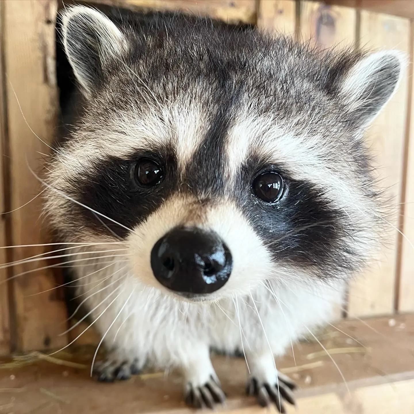 Фото: Дом Енота/ группа ВКонтакте