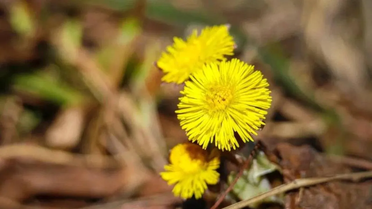 пресс-служба нацпарка "Лосиный остров"