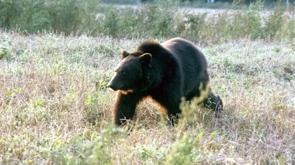В Комсомольске-на-Амуре медведь похитил труп из могилы
