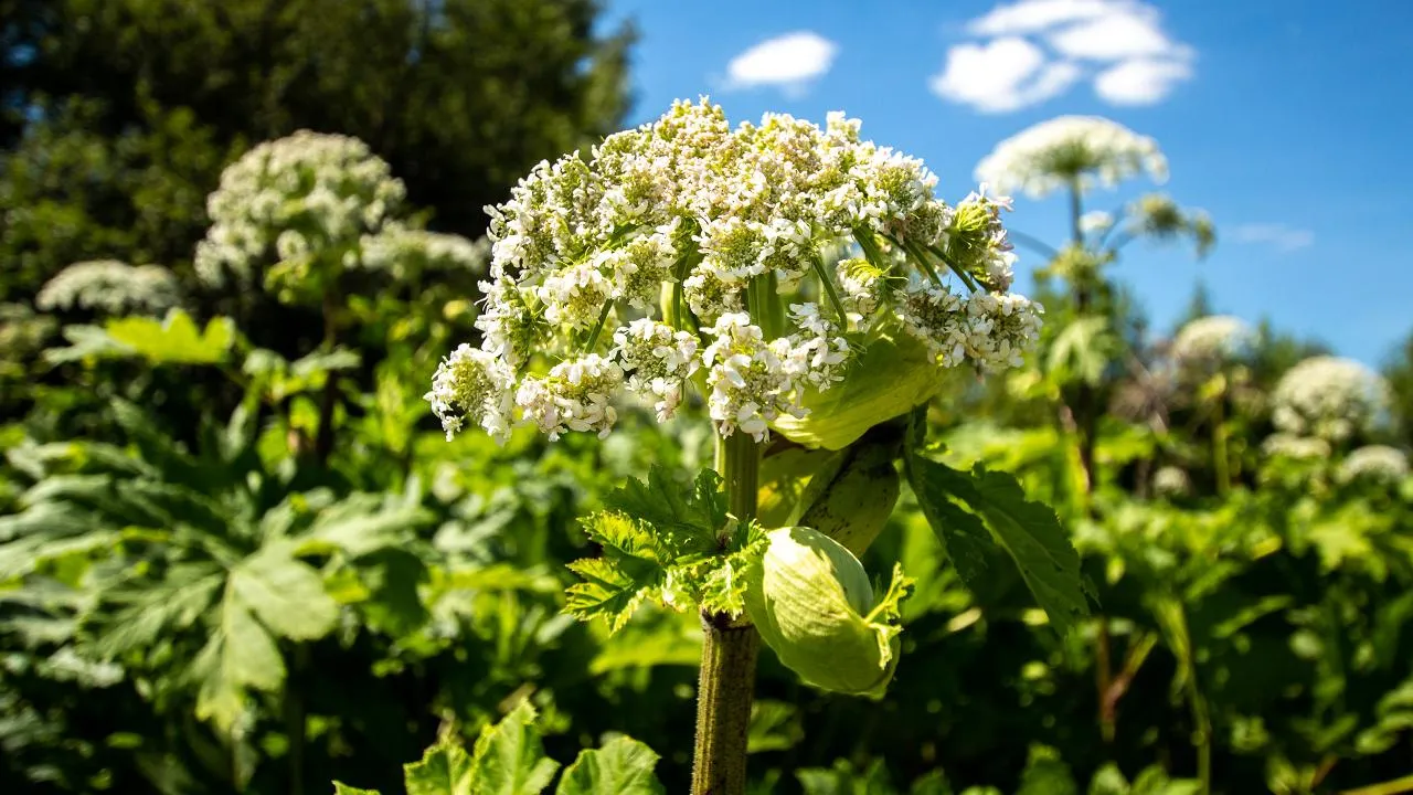 медиасток.рф