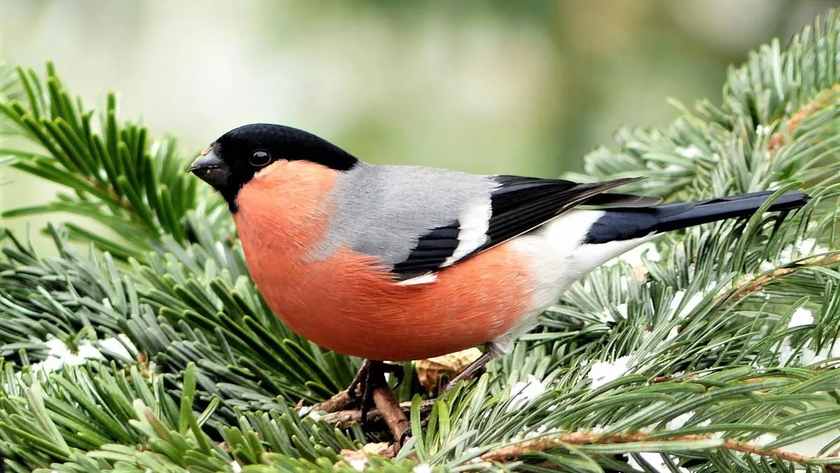 Фото: pxhere.com