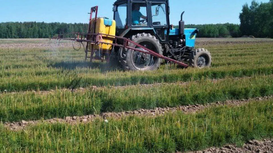 Фото: Комитет лесного хозяйства Московской области