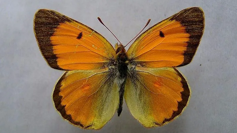 Dumi / wikimedia