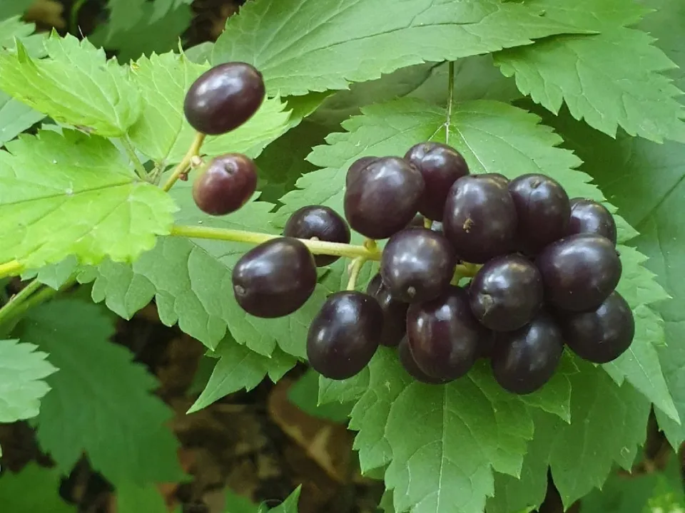 Воронец колосистый. Фото: Мария Аргир.