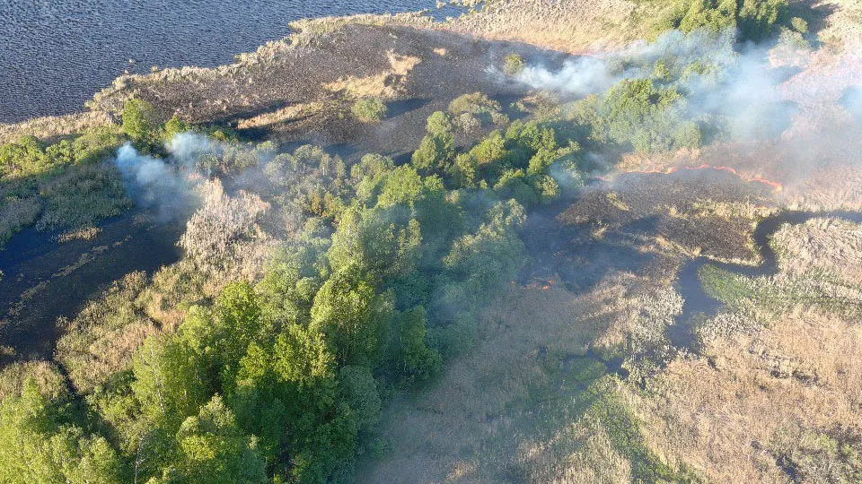 Фото: Комитет лесного хозяйства Московской области