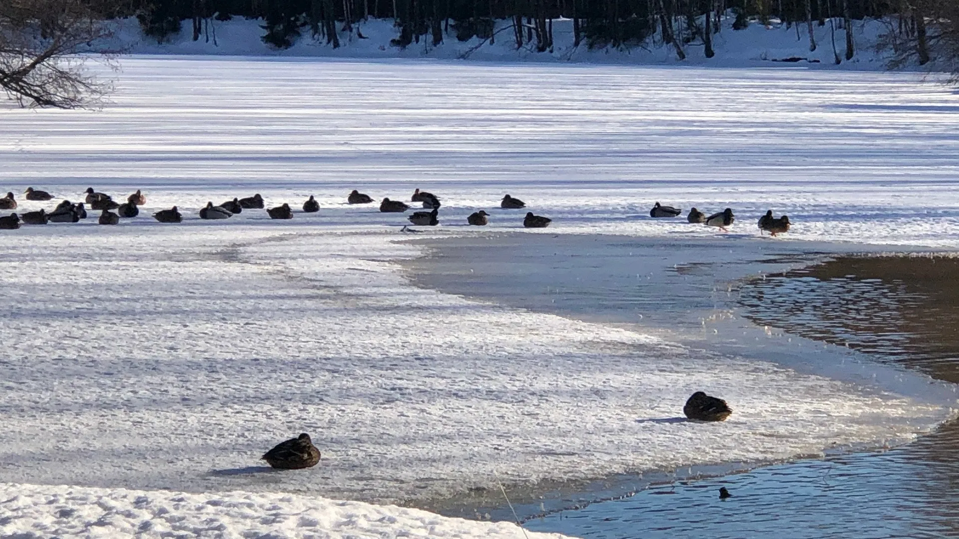Фото: t.me/chernogolovkavk