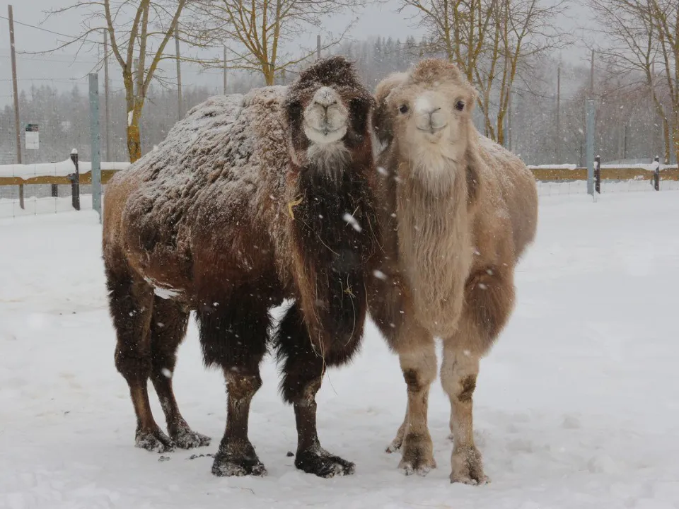 Фото: Центр воспроизводства редких видов животных