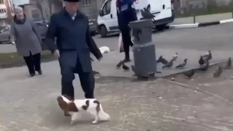 Пенсионер из Балашихи напал на собаку в ответ на замечание ее хозяйки