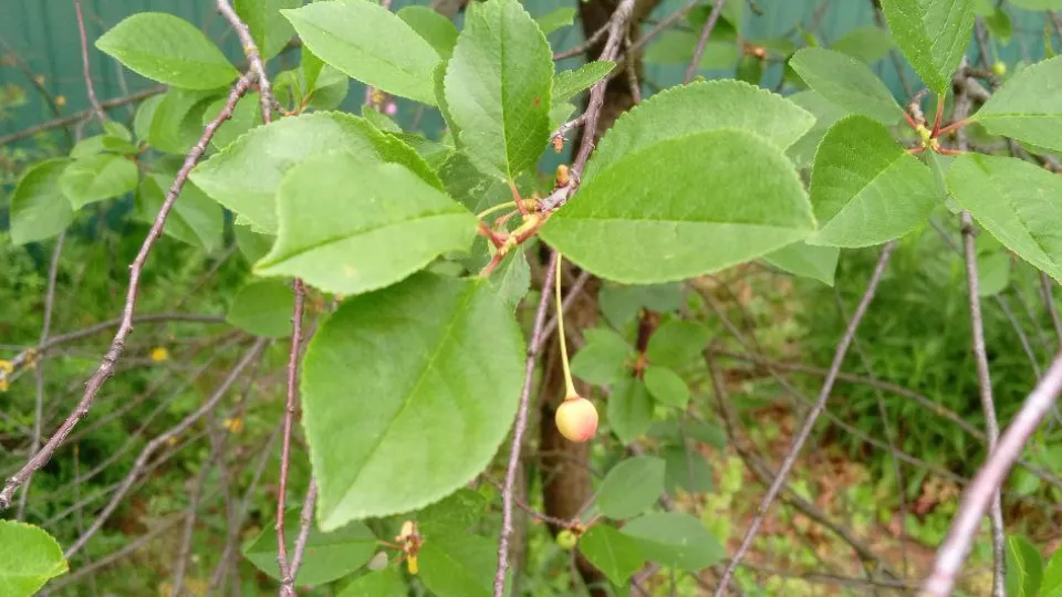 Фото: REGIONS/Василий Тремасов