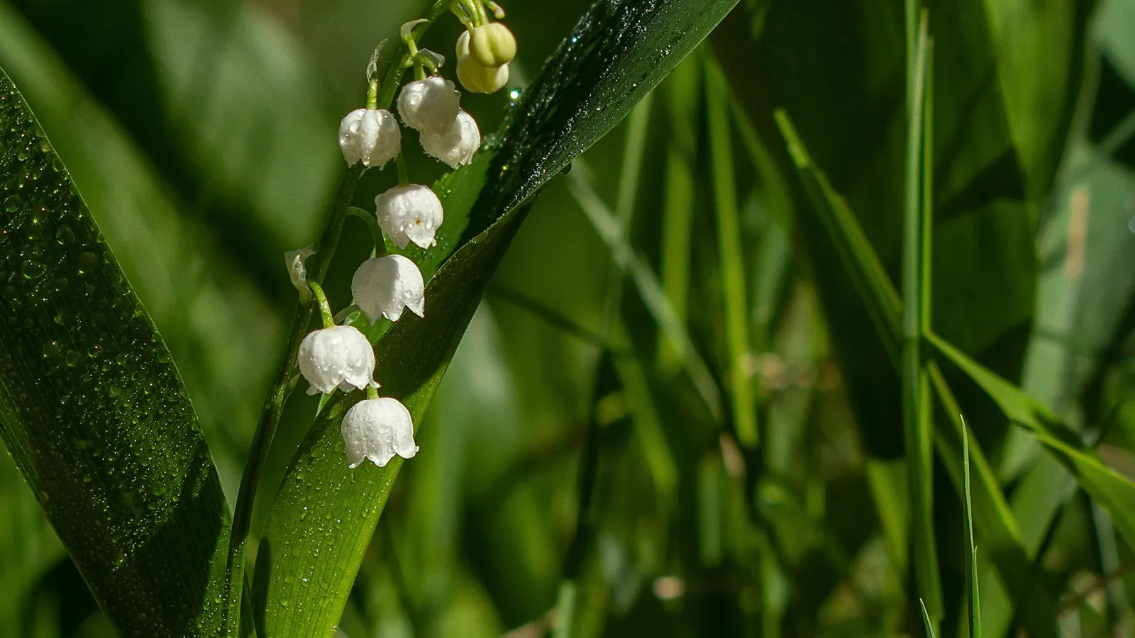 Фото: Антон Кондратюк