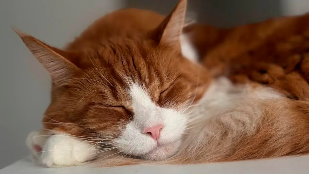 архив семьи Маркиных