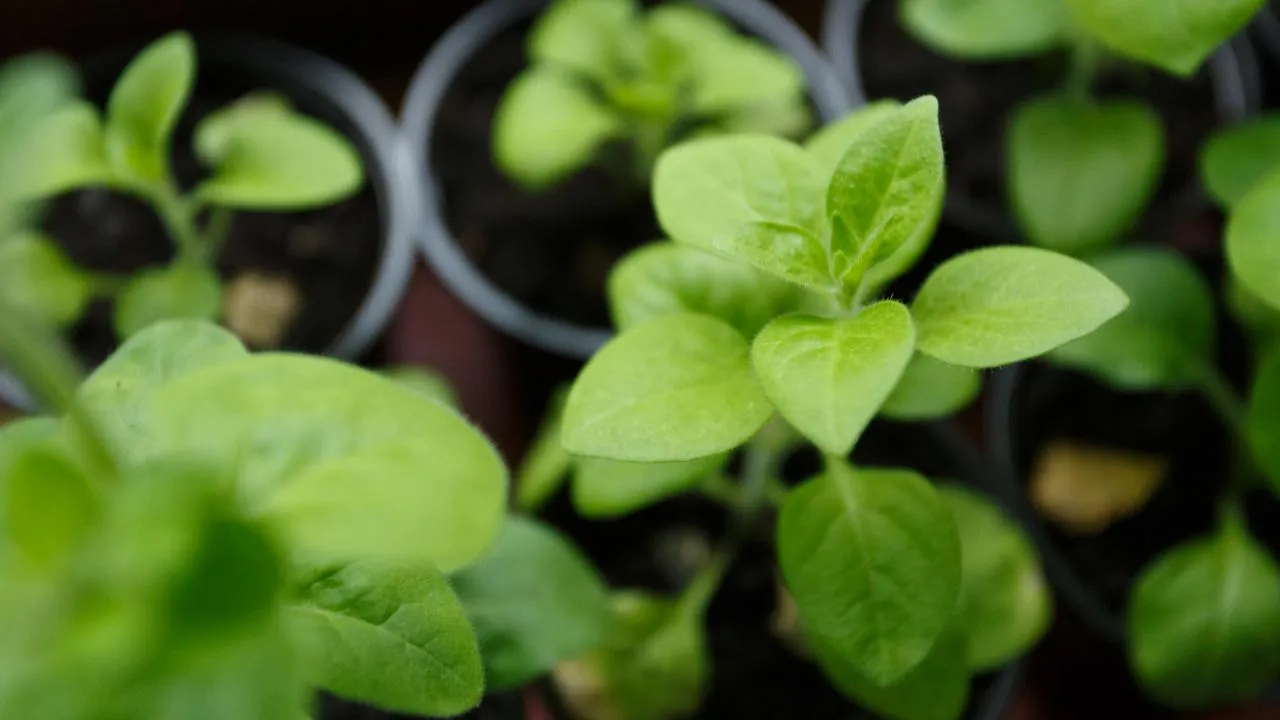 istockphoto.com/OksanaRadchenko