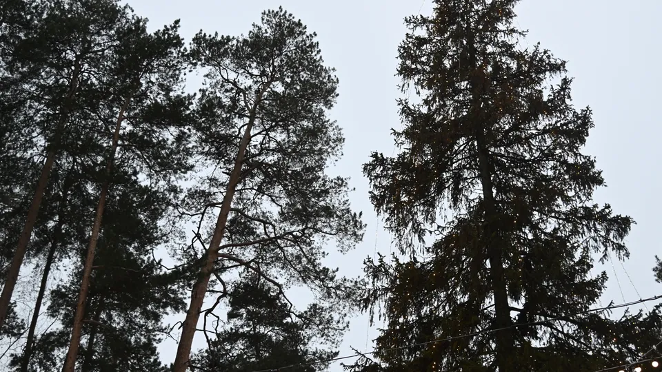 Фото: городской парк культуры и отдыха г.о. Жуковский