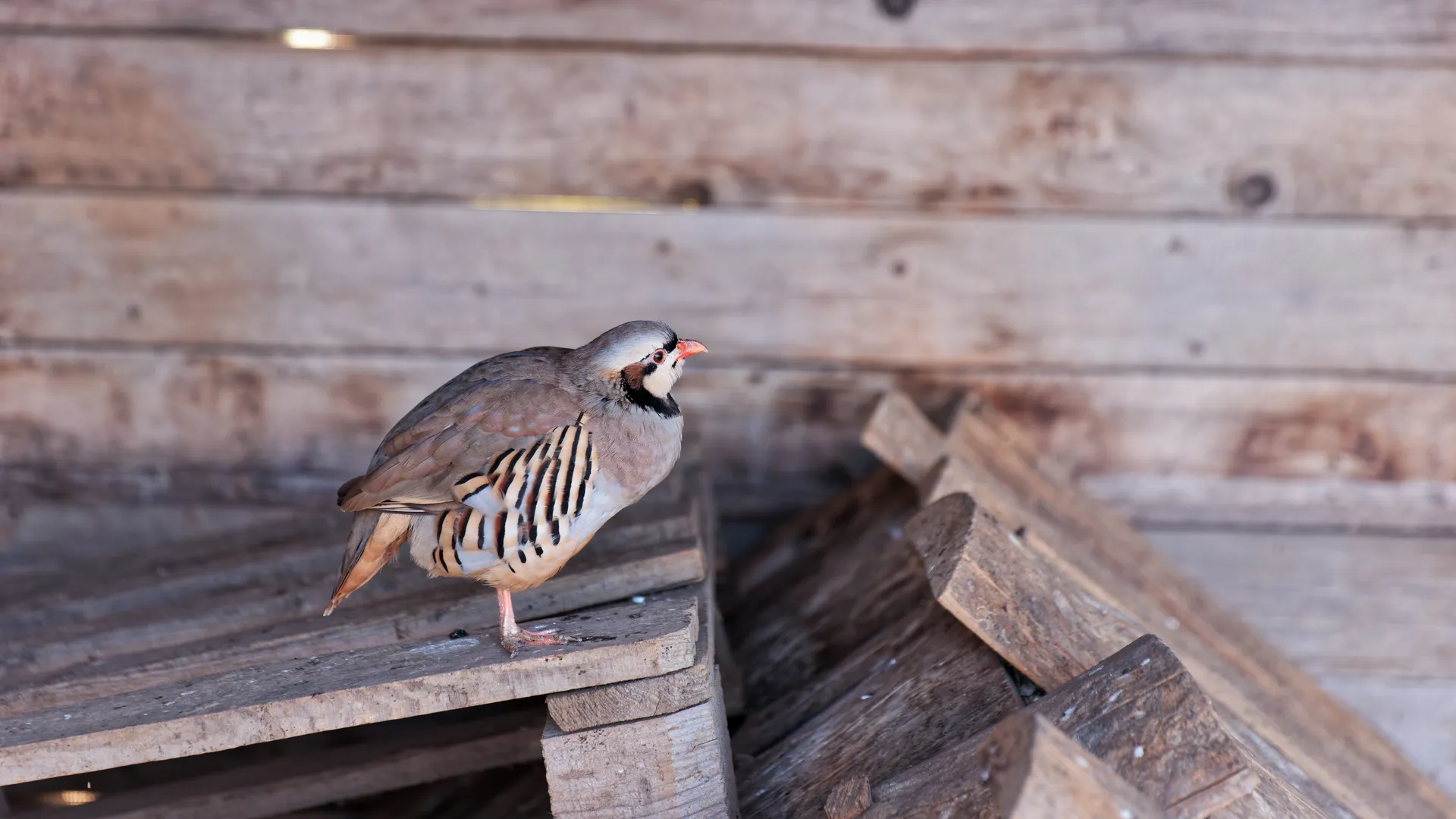 медиасток.рф