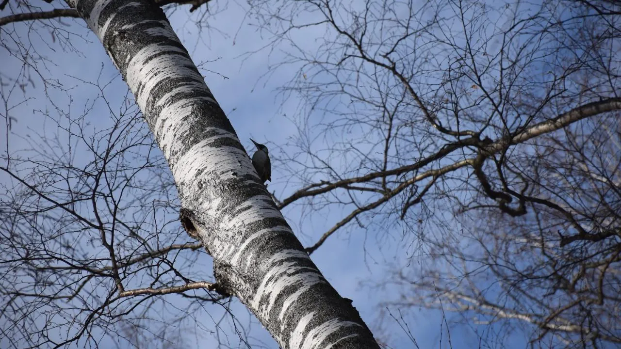 медиасток.рф