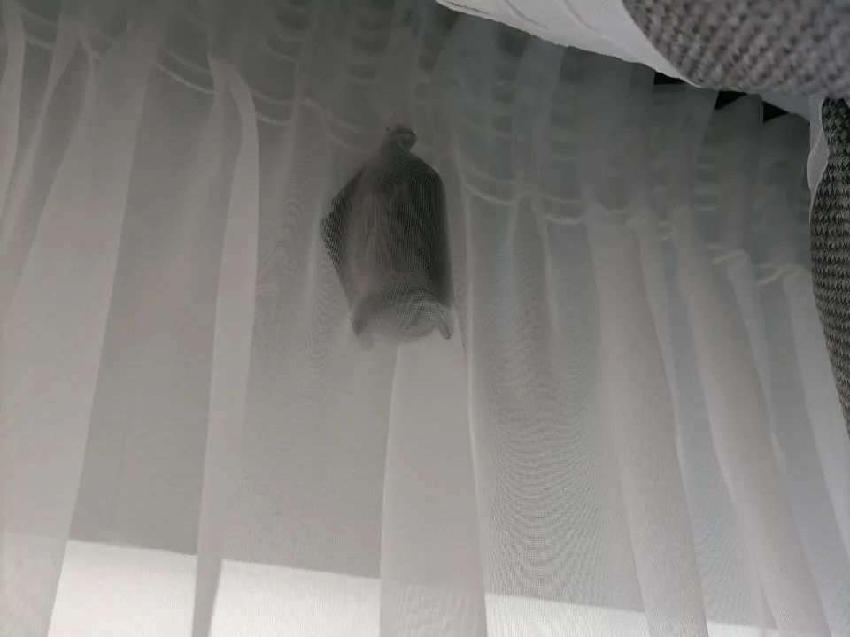 Фото:&nbsp;Илья Сгибнев