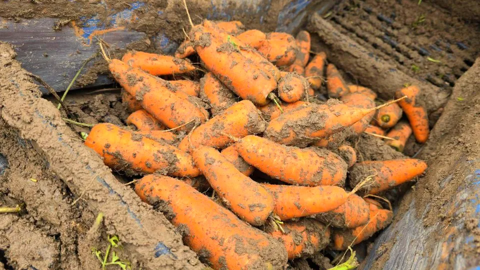 Фото: REGIONS/Яна Шаливская