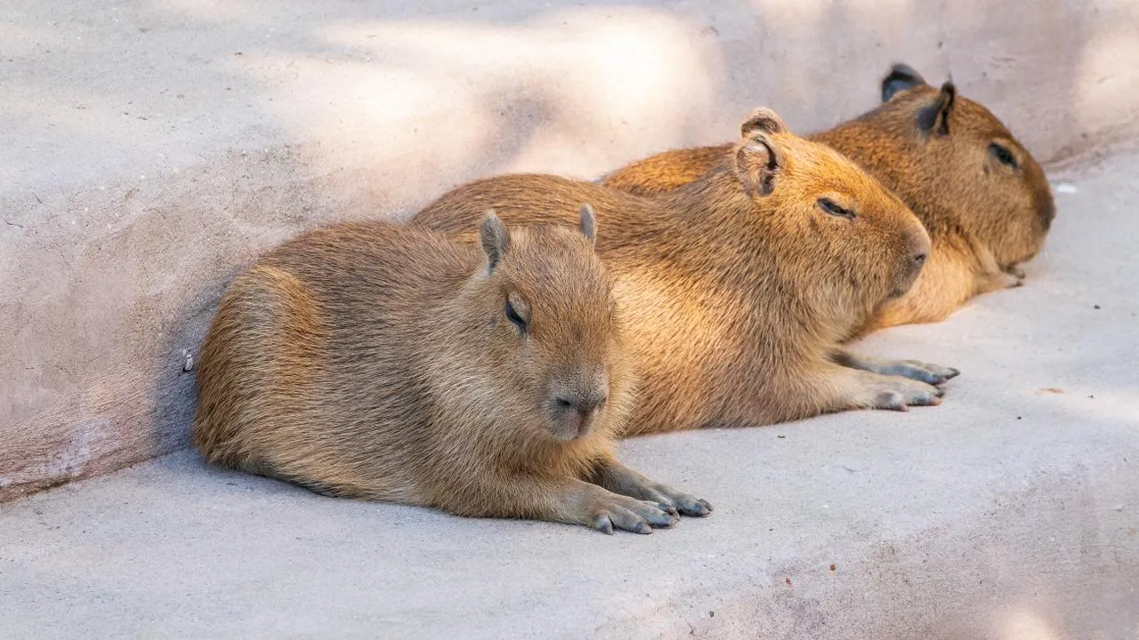 istockphoto.com/Dmitry Potashkin