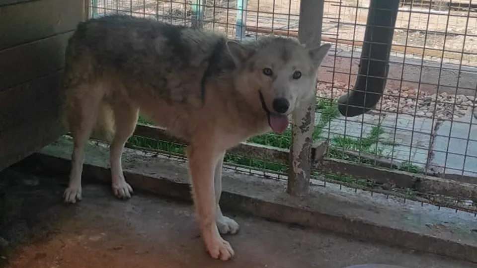 Фото: Министерство сельского хозяйства и продовольствия Московской области