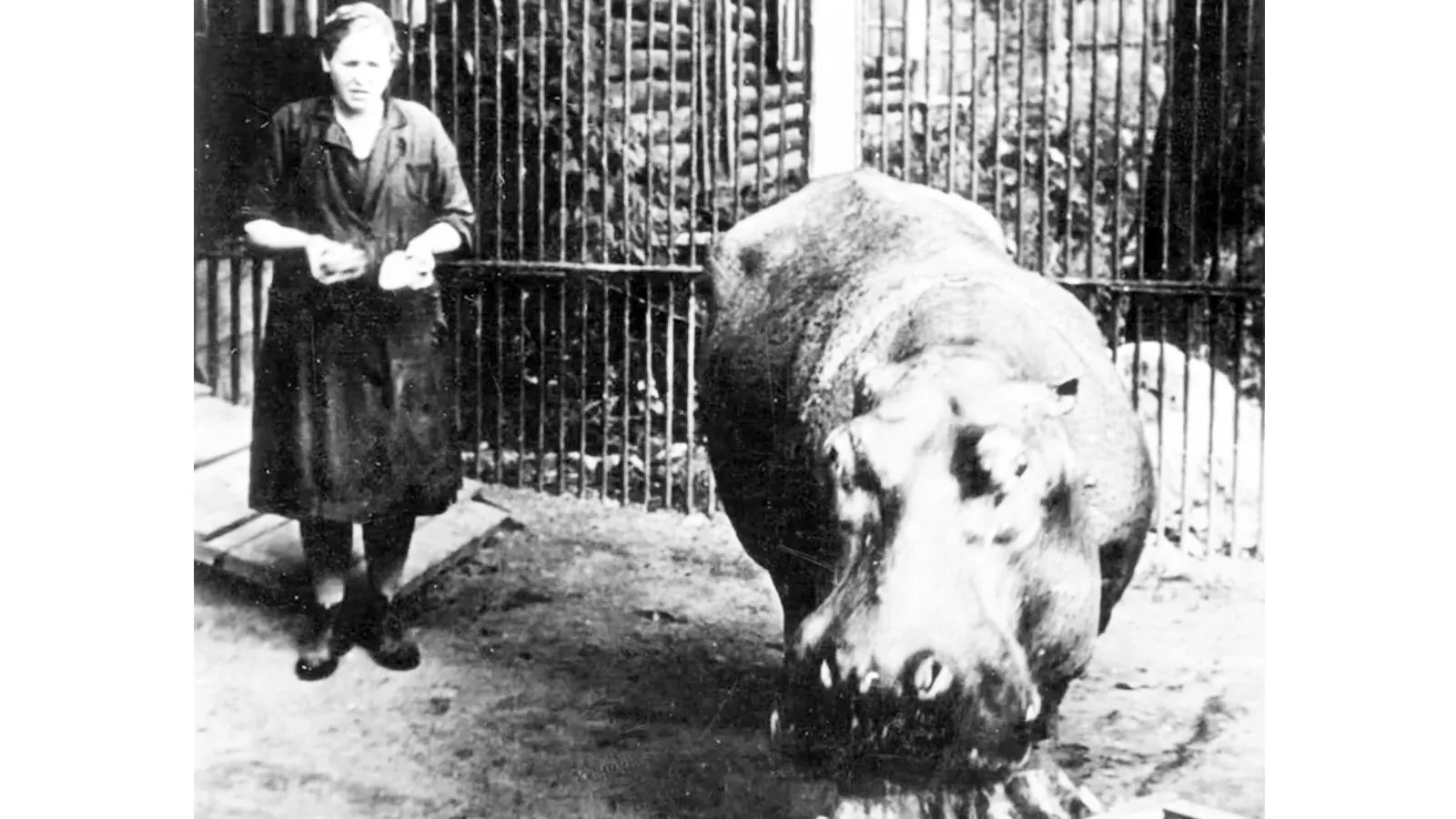 Дашина и Красавица, кадр из д/ф «Ленинградский зоосад в годы блокады». Ленинградский зоопарк