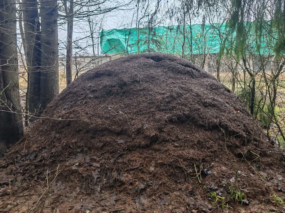 Фото: t.me/borodinskoelesnichestvo