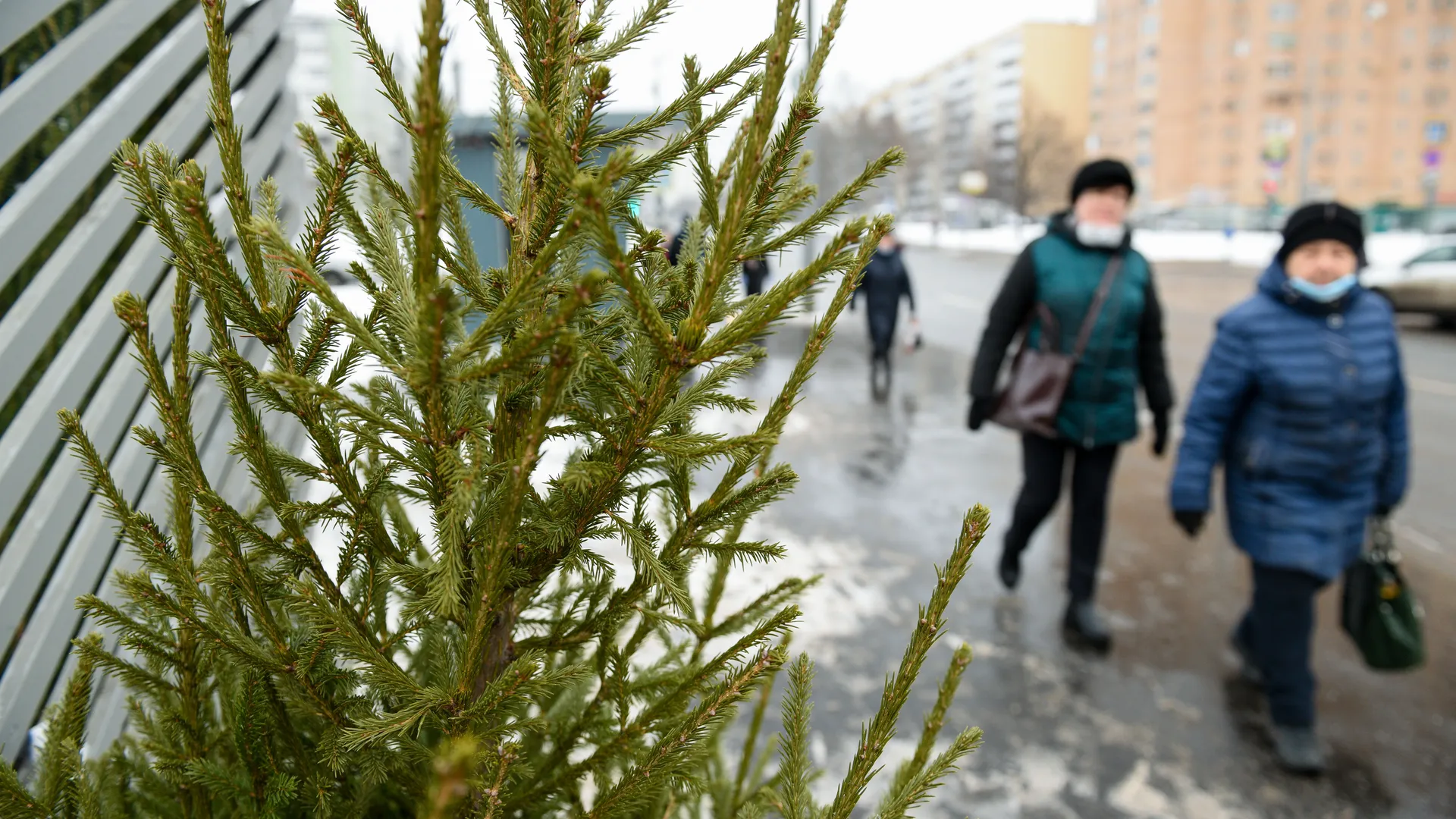 Проснувшиеся из-за теплой зимы клещи атакуют квартиры жителей Подмосковья