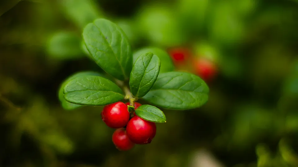 Фото: unsplash.com