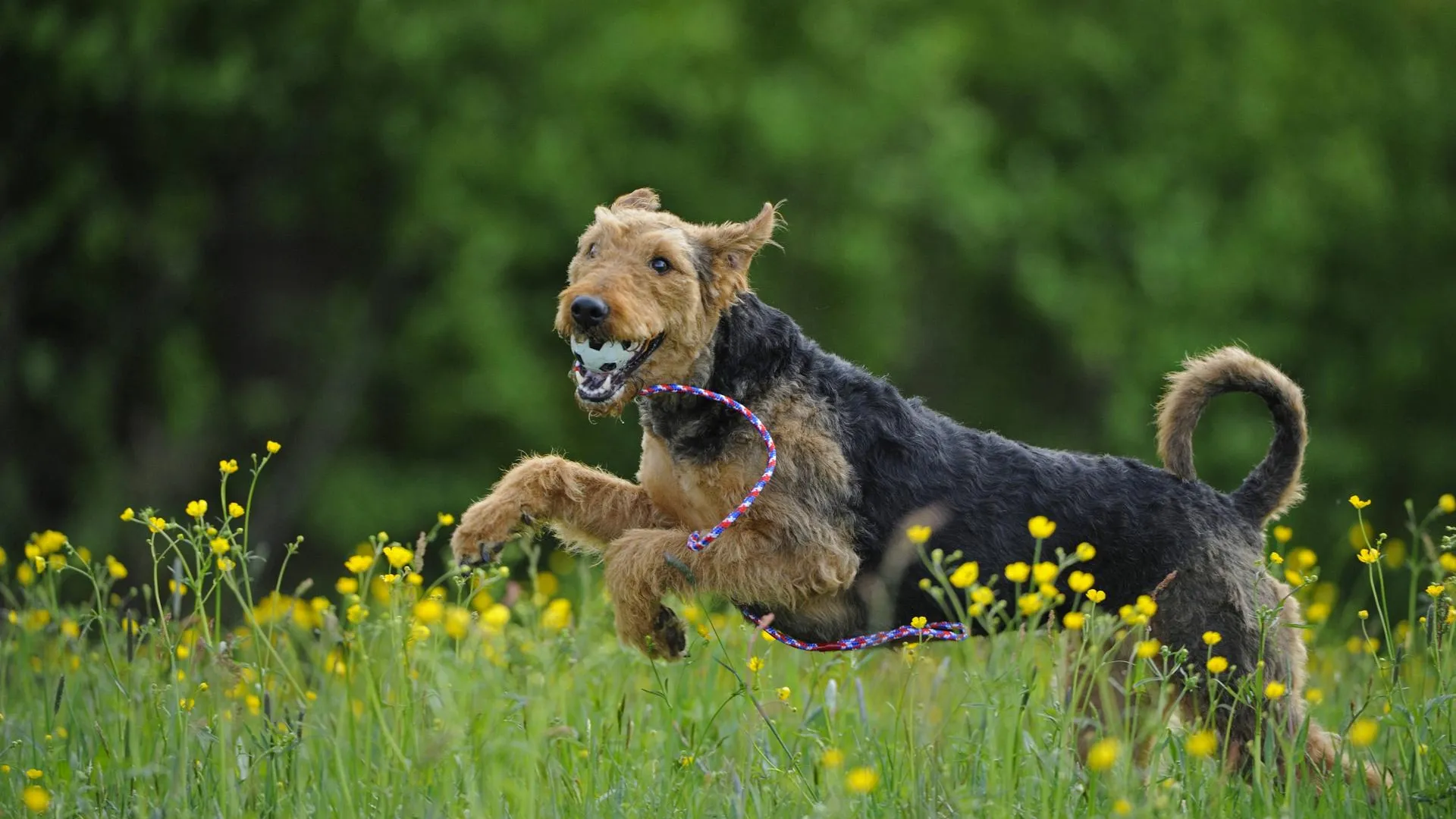 D. & M. Sheldon/blickwinkel