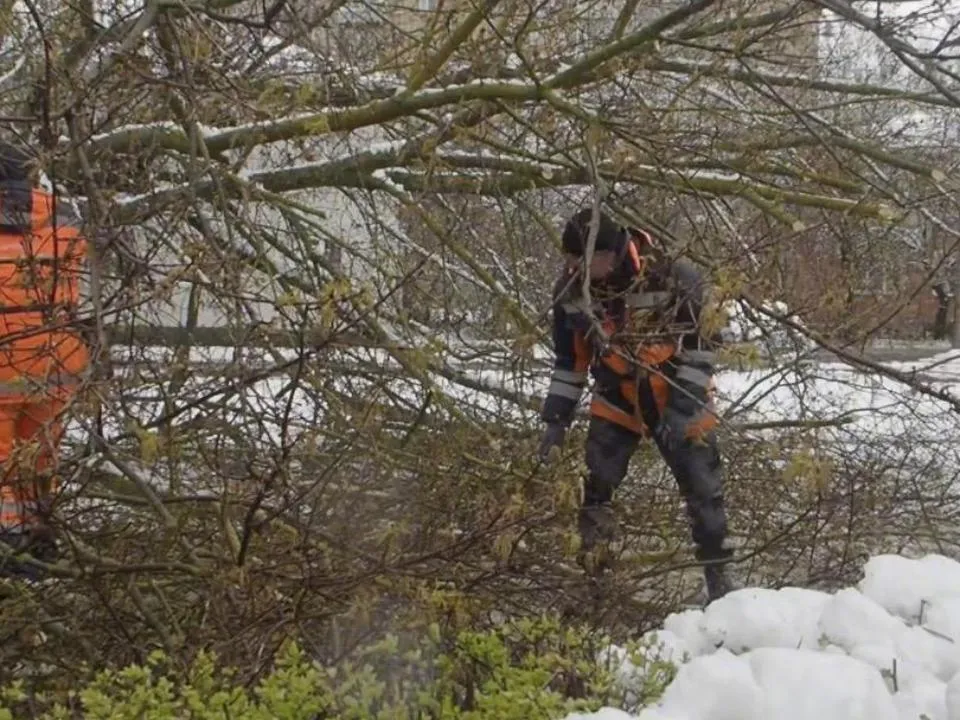 В Подмосковье ликвидировали более 370 упавших деревьев