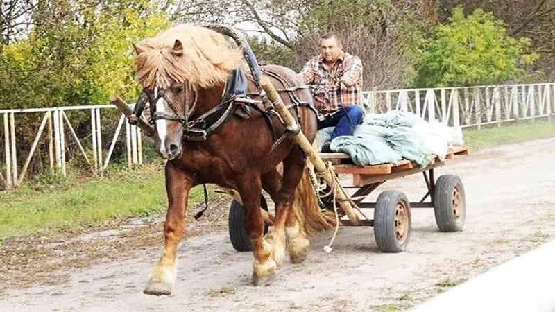 Лучшим представителем породы советский тяжеловоз стал жеребец из городского округа Чехов