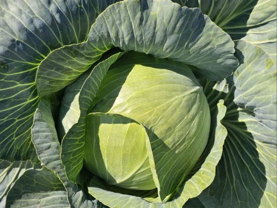 Фото: Агрохолдинг  «ОСП агро»&nbsp;