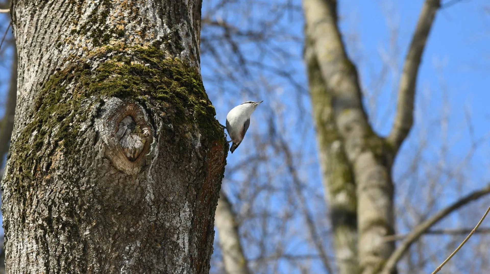 t.me/usadbakrivyakino