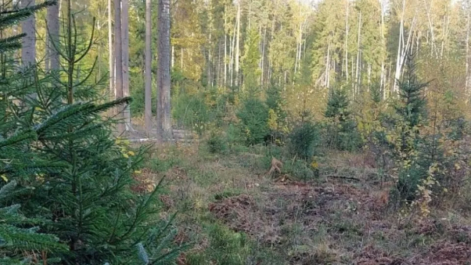 Фото: Комитет лесного хозяйства Московской области