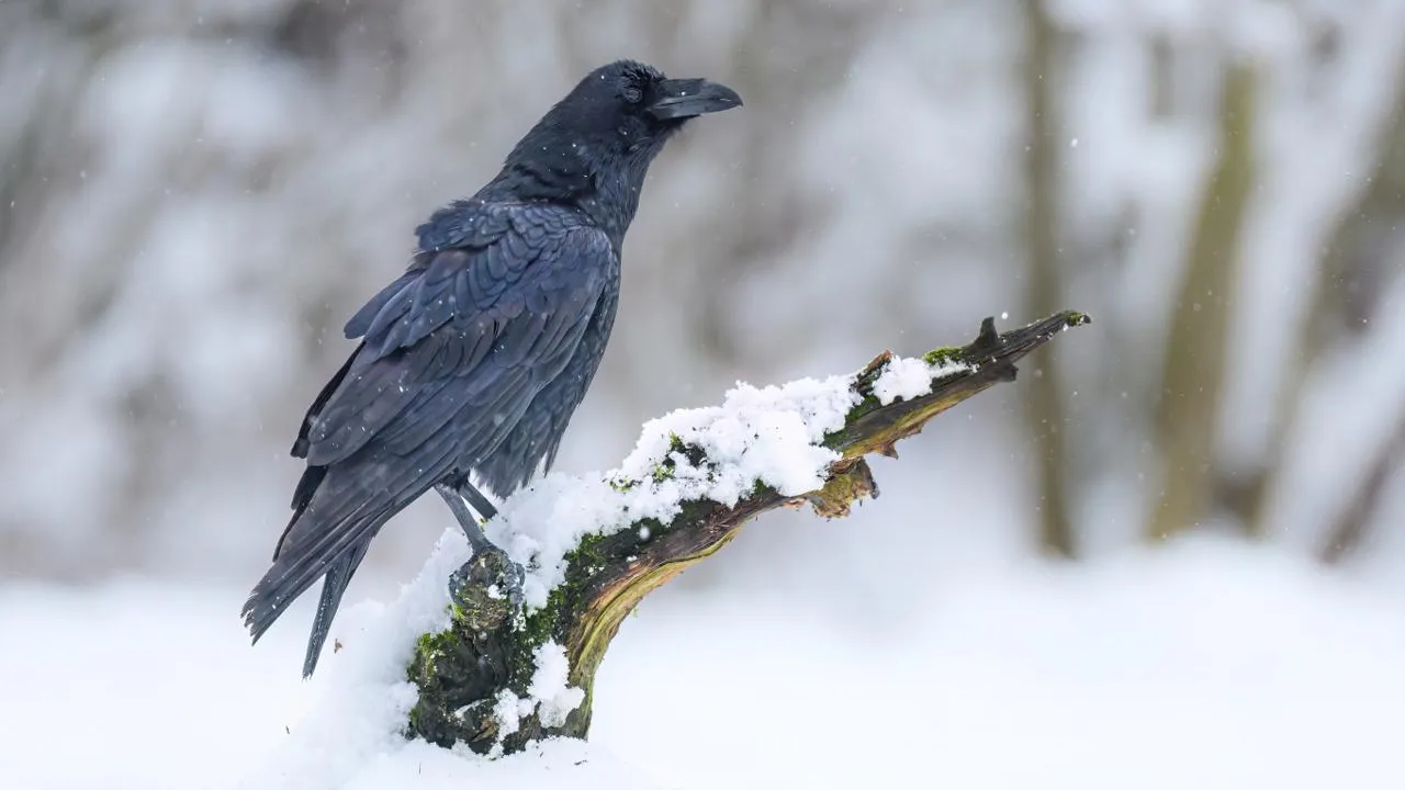 istockphoto.com/Piotr Krzeslak