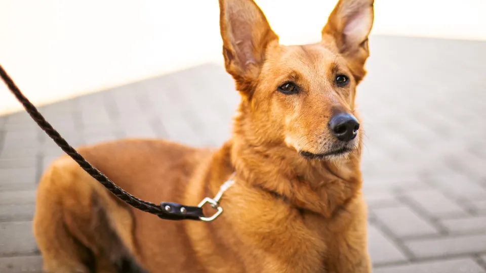 Фото: Министерство сельского хозяйства и продовольствия МО