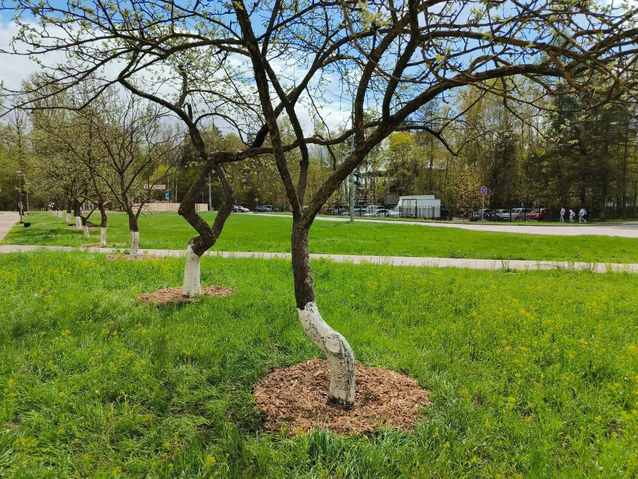 Обработанные деревья на яблоневой аллее. Фото:&nbsp;https://t.me/chernogolovkavk