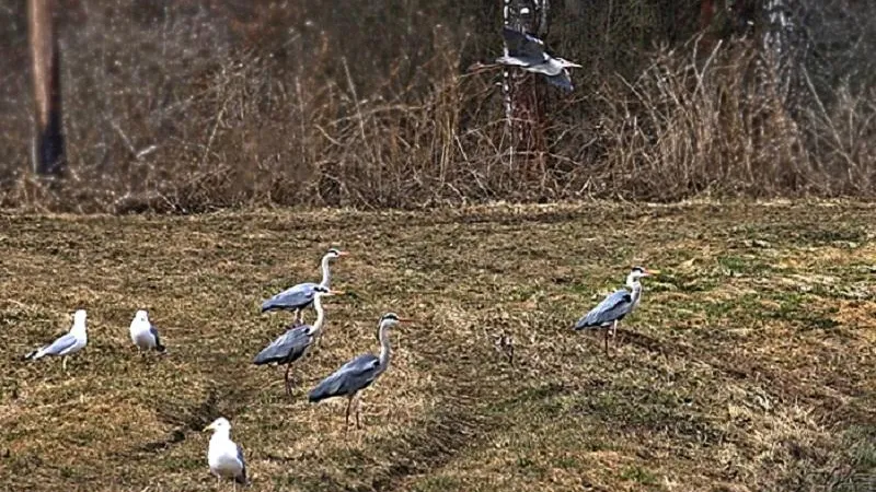 ПФ "Верховье"