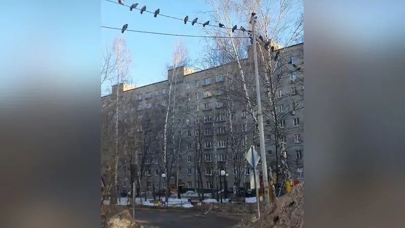 Томилинские любители птиц мешают жить соседям