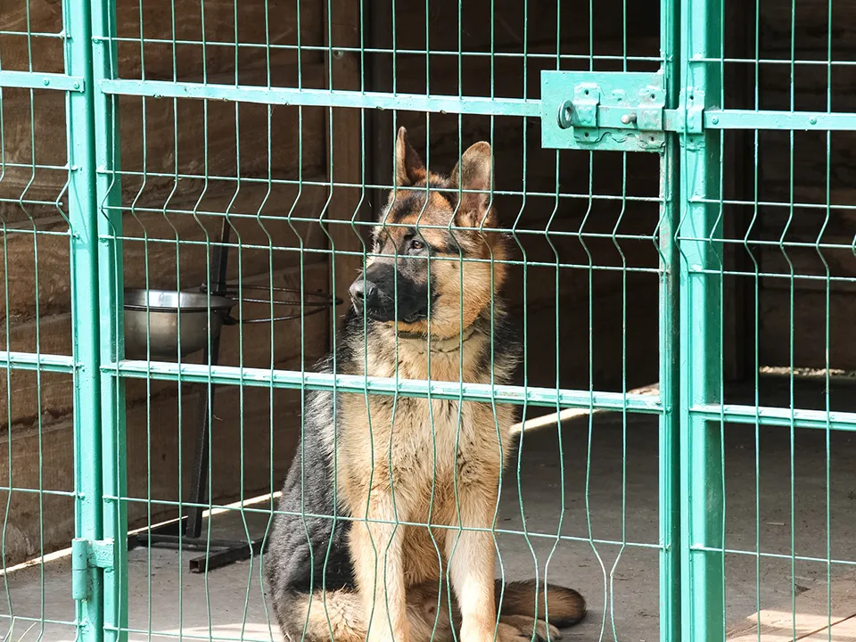 Фото: istockphoto.com/Iryna Zhdanova