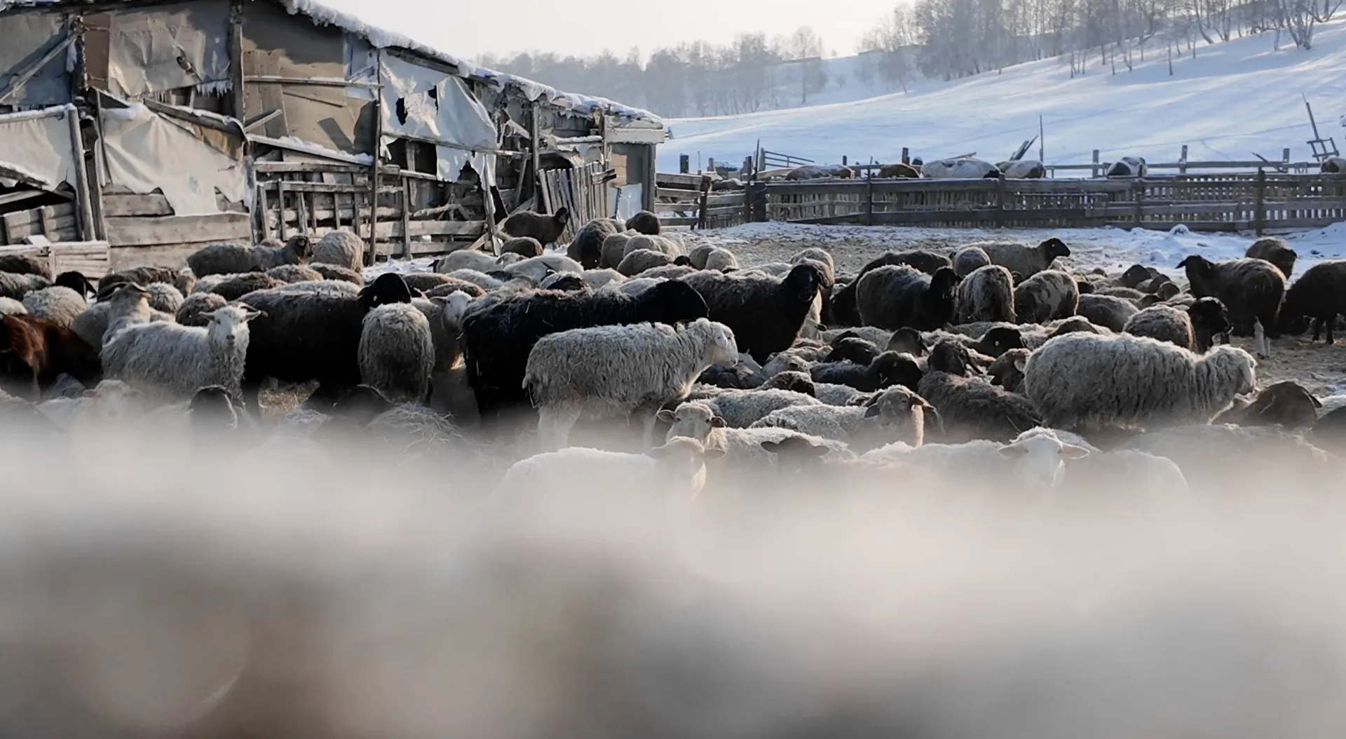 отделение Народного фронта Красноярского края