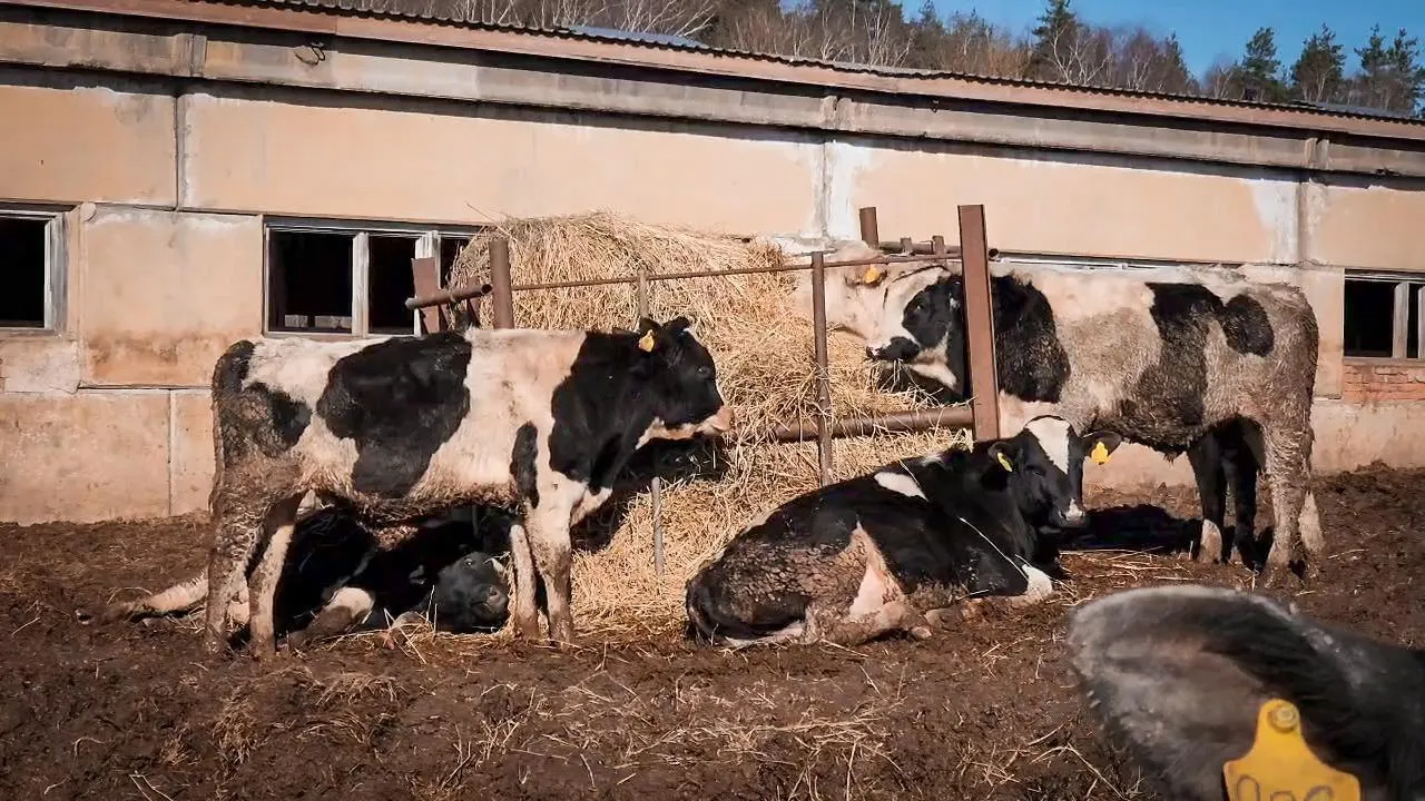 МедиаБанк Подмосковья/Ольга Антонова