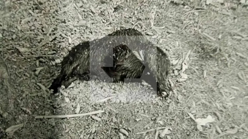 Источник: РЕН-ТВ