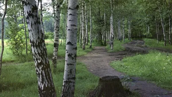 В Лобне из-за бездействия УК на крыше дома выросла береза